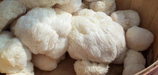 Other benefits of lion's mane فوائد أخرى لعرف الأسد